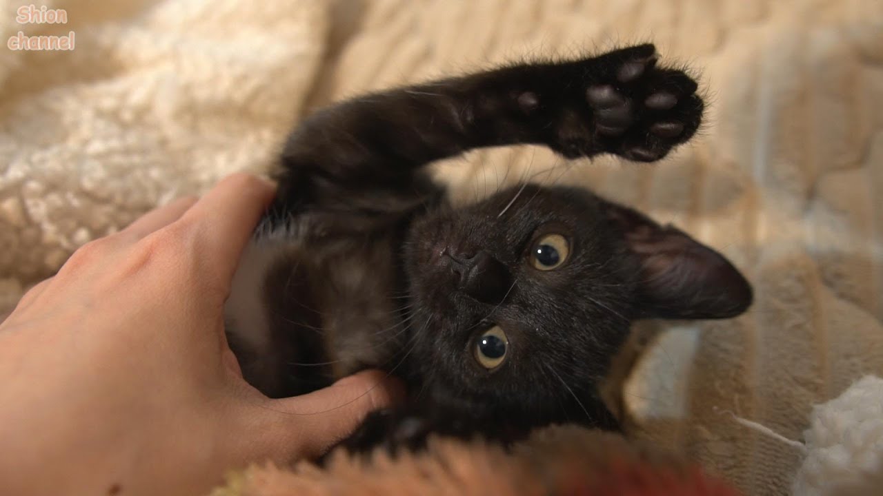 初めてのホカぺの温かさにとろけてしまう子猫たち