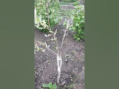 чем замазать срез на дереве - YouTube