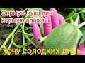 Формую дині, нормую врожай, бо інакше в нас не достигають.