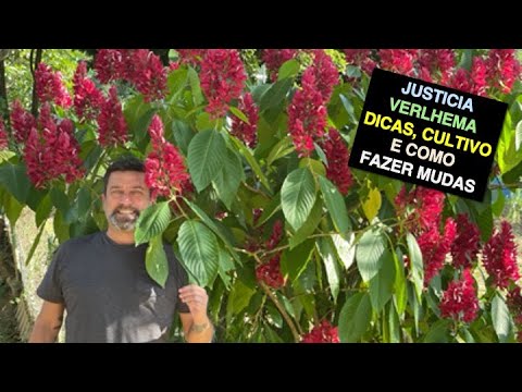 Justicia Vermelha: Cuidados, Plantio e Mudas - GPA Brasil
