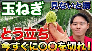 【今年は失敗する人続出⁉】玉ねぎとう立ちのメカニズムとすぐにやる対策伝授します