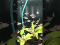 white Fin Tetra#exoticaquariumfish #aquaticplants #trending #finsandfeathersaquaria #aquarium #viral