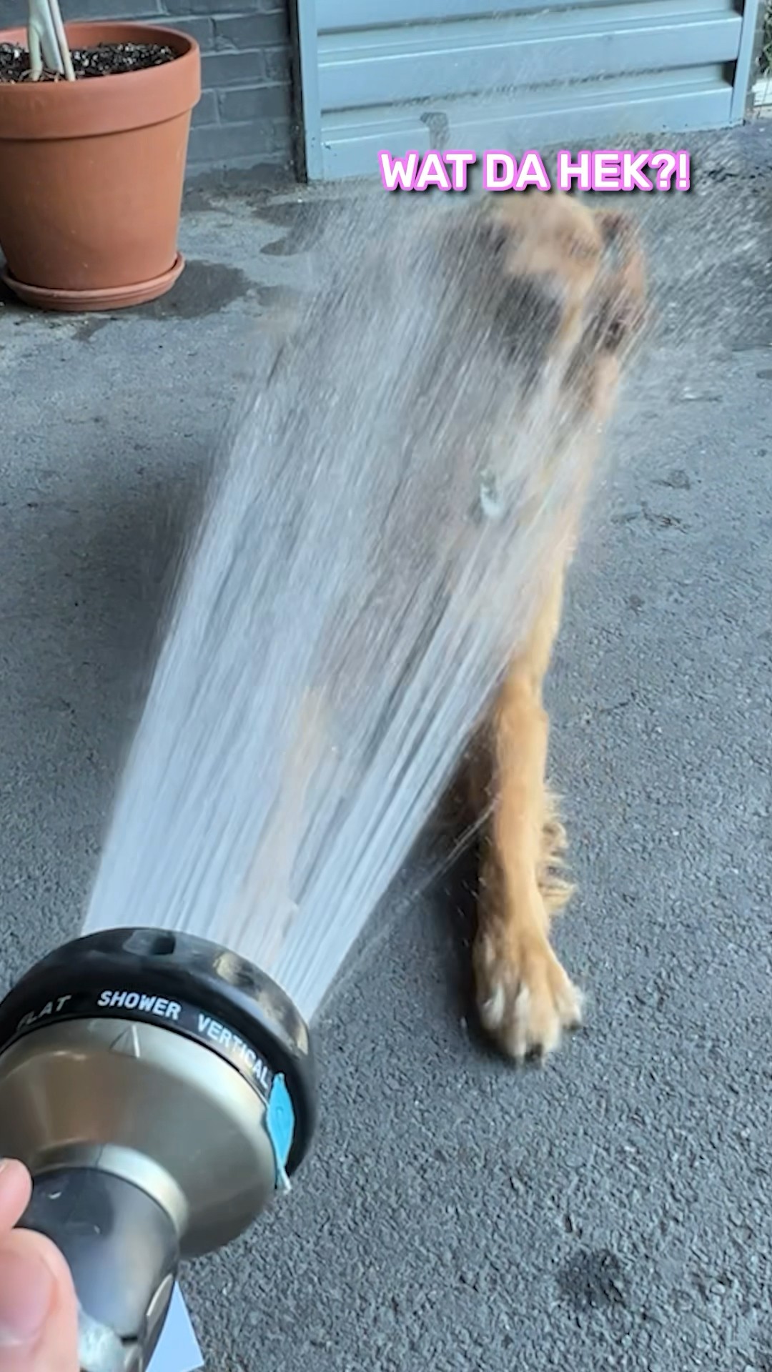 Jet Roulette With My Dogs!