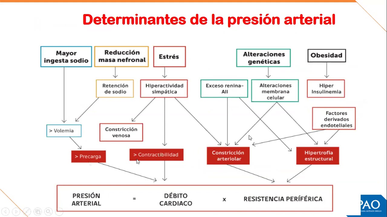 FISIOPATOLOGÍA Semana 7 Hipertensión Arterial YouTube