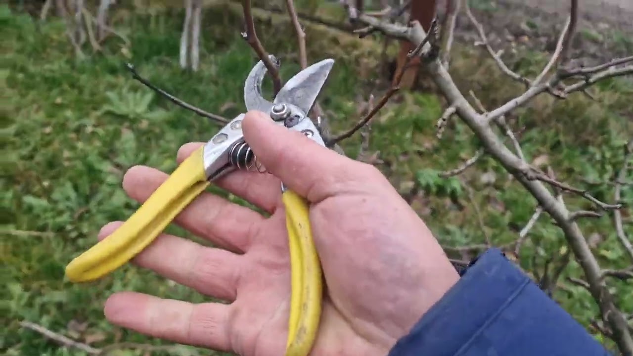 Детальна обрізка ГРУШ,різної форми на урожай