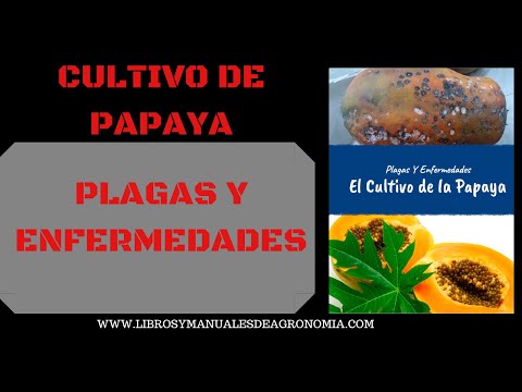 Video: Qué causa la pudrición del tallo de la papaya: una guía para controlar la enfermedad de la pudrición del tallo de la papaya