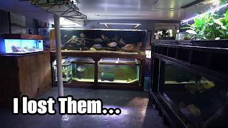 My Fishroom Was Plagued...