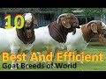 Best Goat Breeds In The World | Most Efficient Goats Of The World |