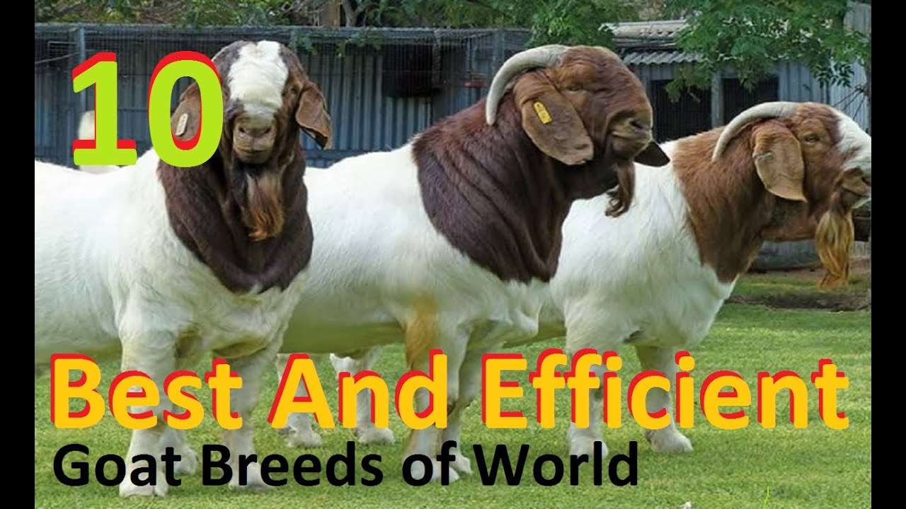 Best Goat Breeds In The World | Most Efficient Goats Of The World |