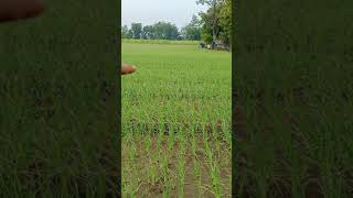 लहसुन की खेती garlic farming - Agritech Guruji #short