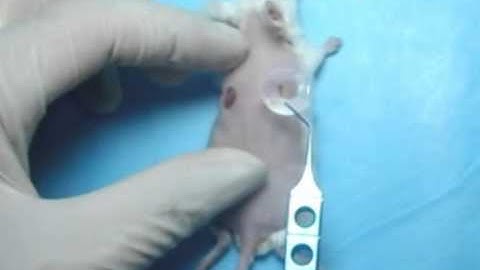 Creation of murine excisional wound splinting model and transplantation of stem cells