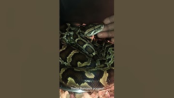 BURMESE Python handling and Care. #reptiles #healthy #burmesepython