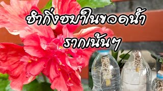 ขยายพันธุ์ต้นชบา ด้วยวิธีชำน้ำ