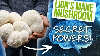 The SECRET Health Benefits of the Lions Mane Mushroom! | GroCycle