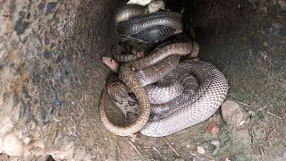 Discovered giant snake living in sewer pipes