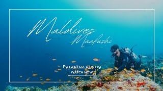 Maldives ,Maafushi : ดำน้ำกับฉลามเยอะมากๆ