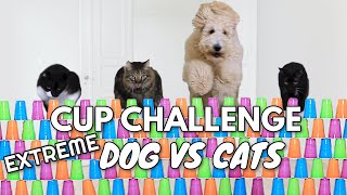 EXTREME CUP CHALLENGE! Can Floof Dog and Cats Make It Over?