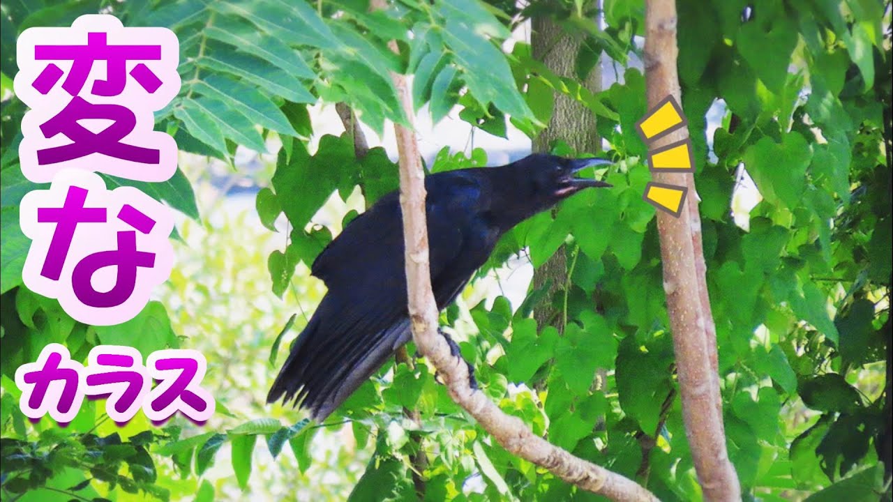 変な鳴き声のカラス 幼鳥 鳴く練習 Cute Young Crow Singing 野鳥観察 野鳥動画 カラスとシジュウカラの鳴き声 ツピー ツツピー Youtube