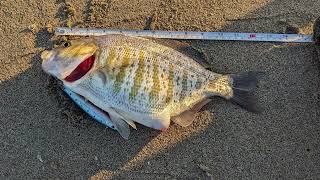 Finally caught a nice surf perch #surffishing