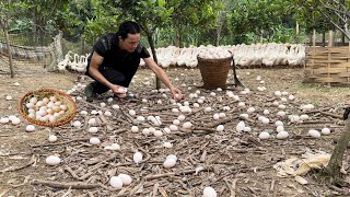 Harvesting eggs to sell at the market  Vàng Hoa