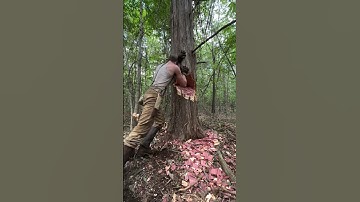 Chopping down Behemoth Tree🌲🪓 #cabin #logger #woodworking #logcabin #axe #bushcraft #survival