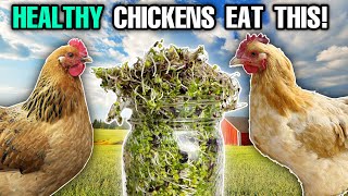 How To Grow SPROUTS For CHICKENS! ANYONE Can Do This!