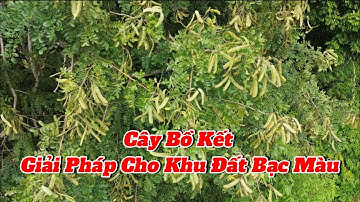 Bồ kết giải pháp cây trồng kinh tế cho đất kém hiệu quả |