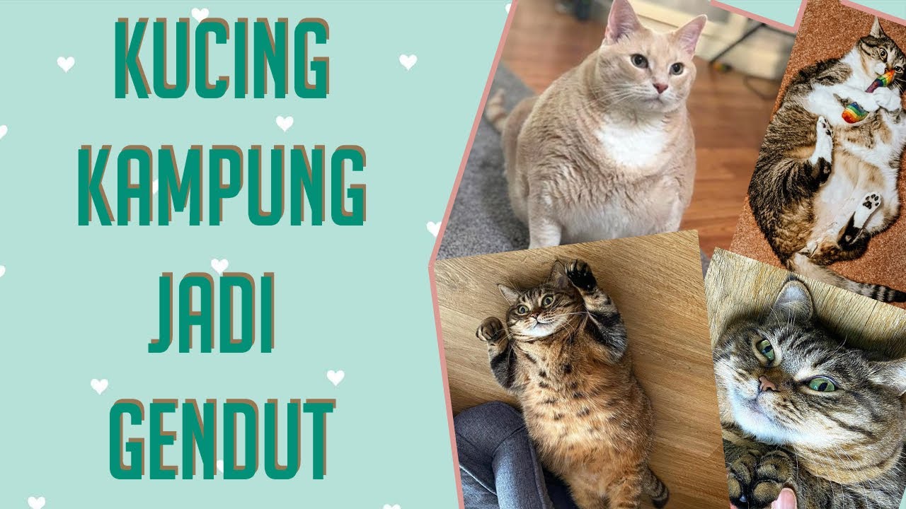 Mengendarai Sepeda dengan Kucing