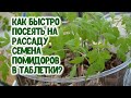 Как быстро посеять на рассаду семена помидоров в таблетки? Идеальная всхожесть томатов в таблетках