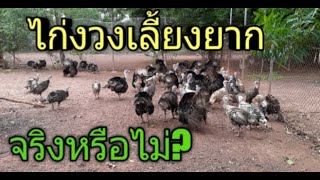 ไก่งวงเลี้ยงยากจริงหรือ?