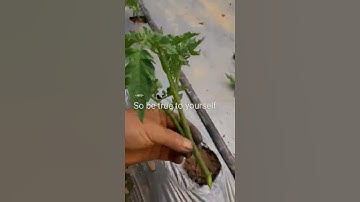 planting tomatoes branches..