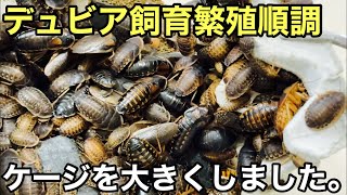 デュビアの飼育ケージを大きくしました。掃除をします【爬虫類の餌】ゴキブリ注意