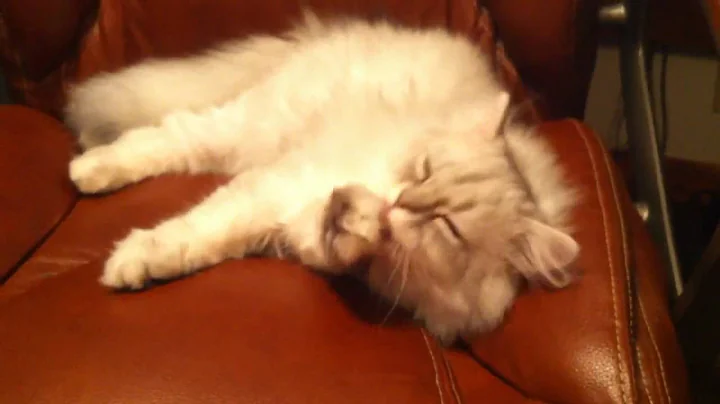 Video 563101: persian kittens cattery, shaded silver persian kitten, male silver persian kitten, persian kitten doll