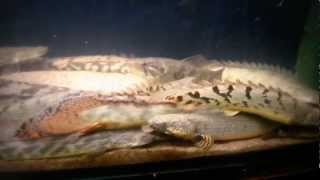 Bichir,  hoplias malabaricus tank