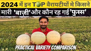 खरबूज🍈की टॉप 4 वैरायटीयों का प्रैक्टिकल कंपेरीज़न 2024 | variety comparison | #kharbuja | #muskmelon