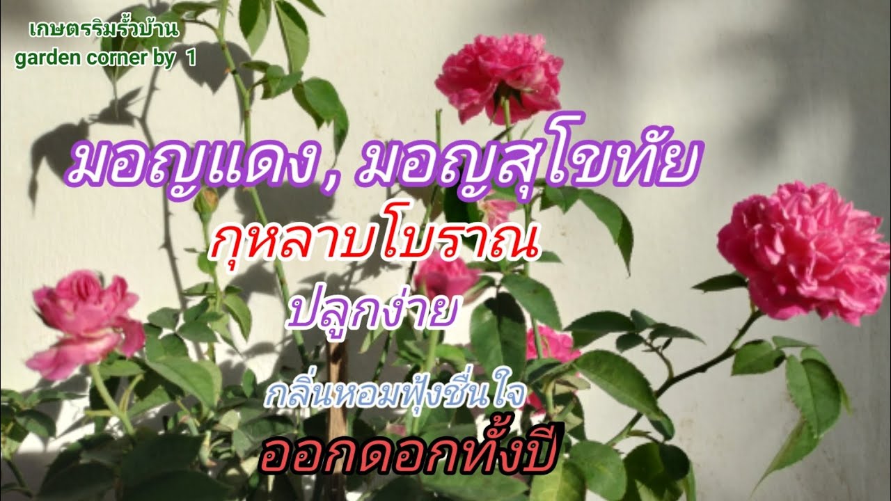 EP130 กุหลาบมอญสุโขทัย/มอญแดง Maggie rose กุหลาบหอมฟุ้ง ปลูกง่าย  ออกดอกเป็นพวง