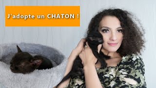 J'ADOPTE UN CHATON !