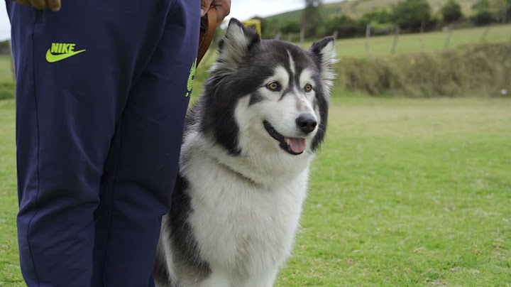 PRUEBA BH PARA PERROS Y OBEDIENCIA
