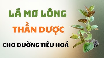 Lá Mơ Lông Có Tác Dụng Gì? Bí Quyết Chữa Đầy Bụng, Kiết Lỵ, Viêm Đại Tràng Hiệu Quả Tại Nhà!