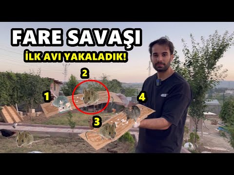 Video: Sıçanlar için tuzaklar. Evde farelerle savaşmak