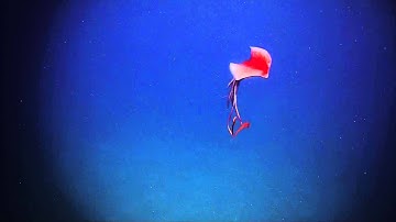 Amazing Squid Changes Color | Nautilus Live