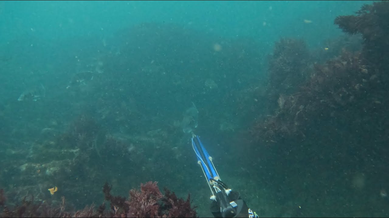 Solo spearfishing white mussel cracker   