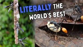Are These the Coolest Social Insects in the World?