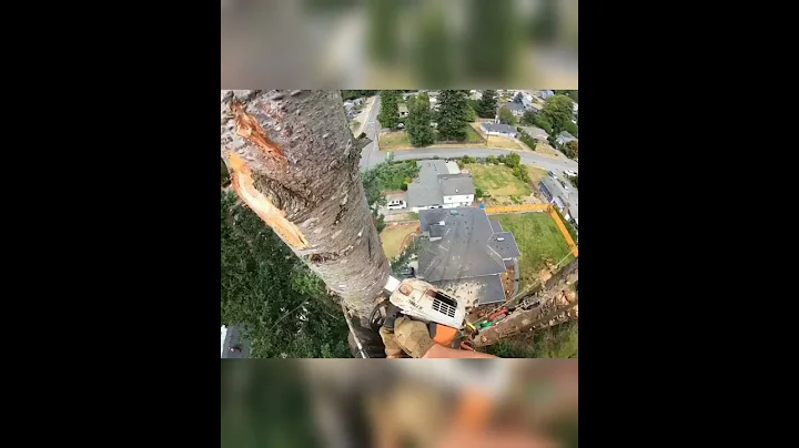 Fir getting rigged down.  .._arb #arborist  #arboristlife #arblife #arboriculture #treecareindustry