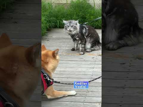 Kedi ve Köpek