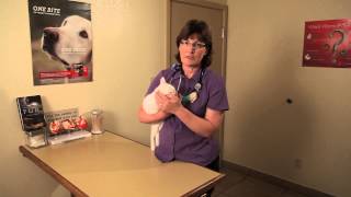 Cold Symptoms in Kittens : Cat Health