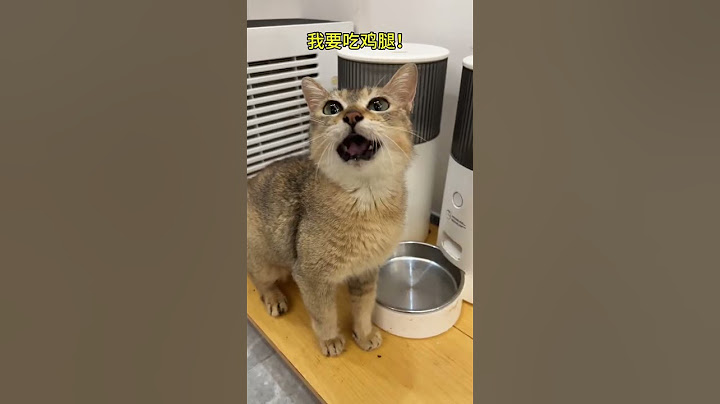 8月8日国际猫咪日呼吁关爱流浪猫！愿世界上的流浪猫都能找到爱他的主人吃上鸡胸肉！