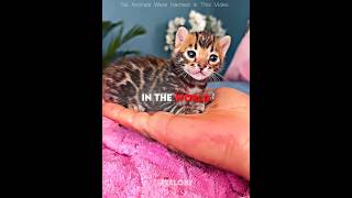 He Thought It Was Just A Cat