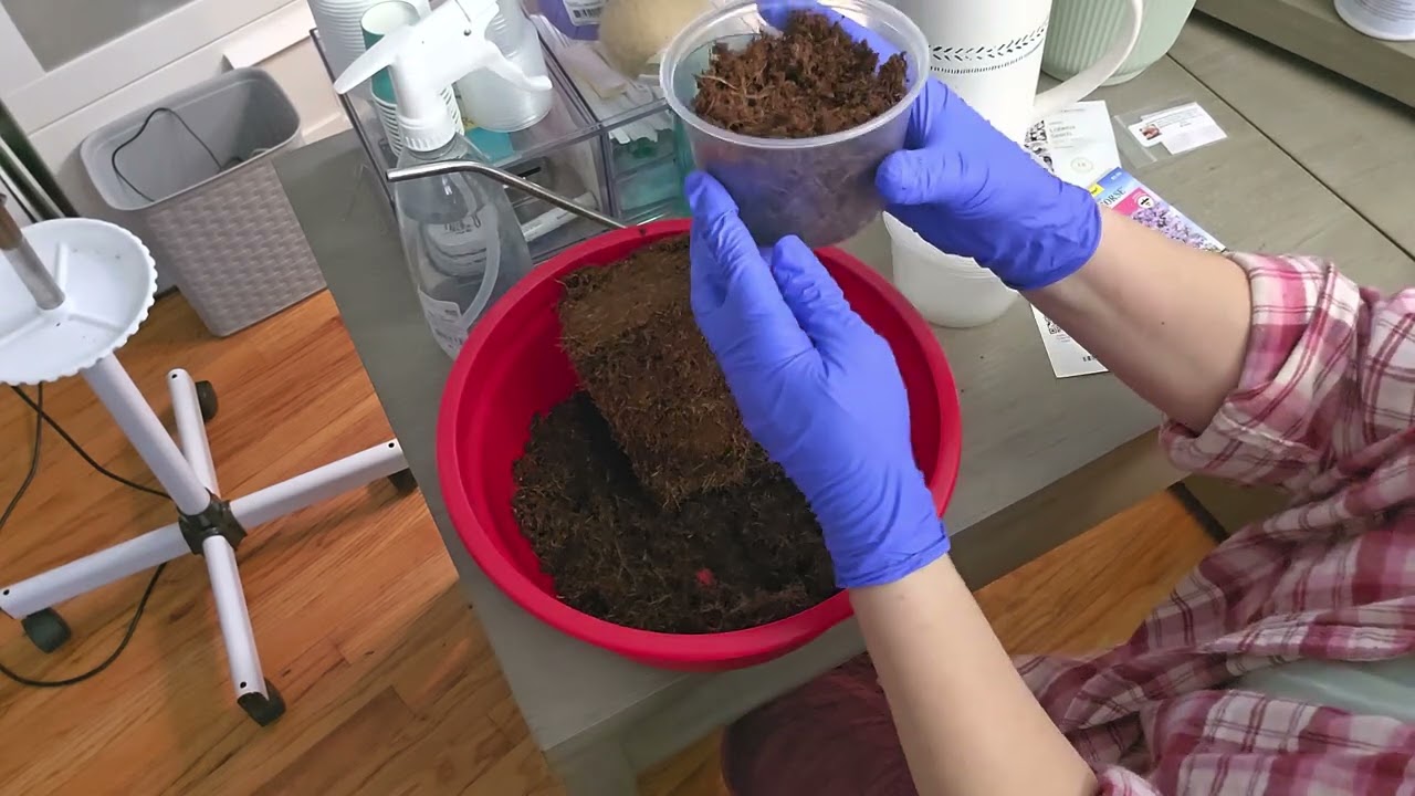 Самый удачный способ посева лобелии.