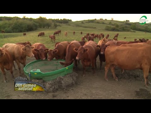 Video: Caracteristicile Vacii De Tricou